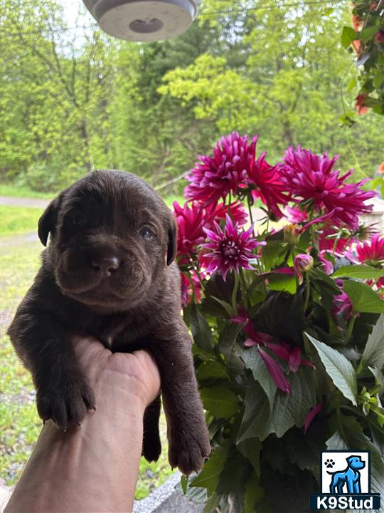 a person holding a labrador retriever puppy