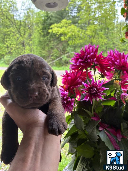 a person holding a labrador retriever puppy