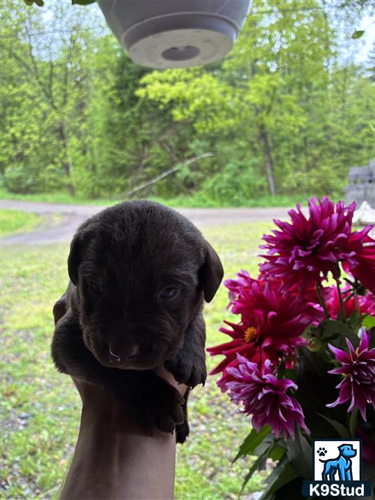 a hand holding a black labrador retriever puppy