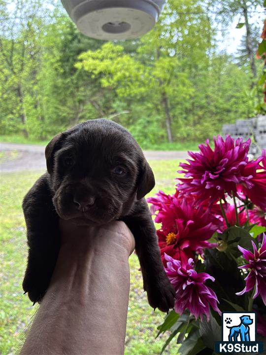 a labrador retriever dog holding a flower