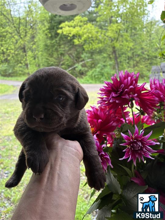 a person holding a labrador retriever dog