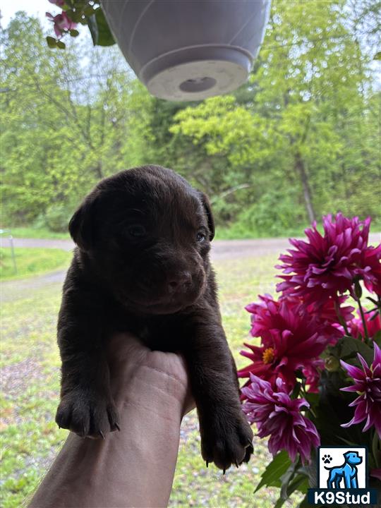 a person holding a labrador retriever puppy