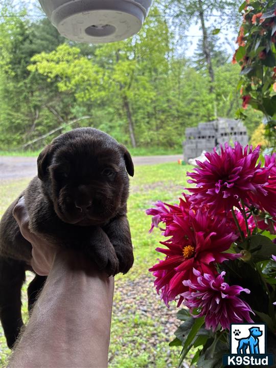 a labrador retriever dog standing next to a flower