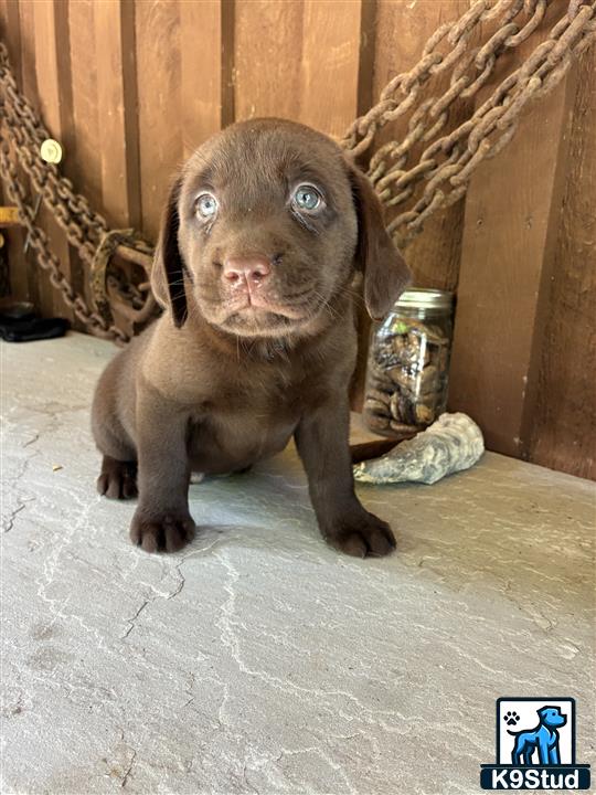 a small brown labrador retriever dog