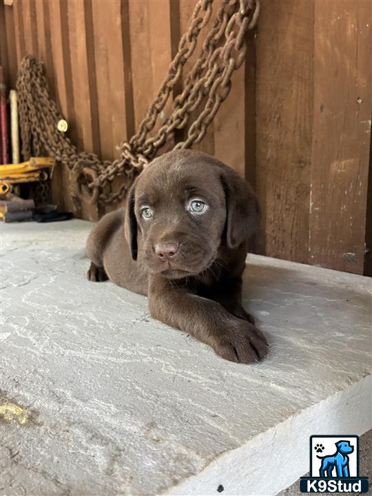 Labrador Retriever puppy