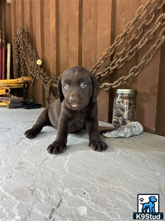 a small black labrador retriever dog