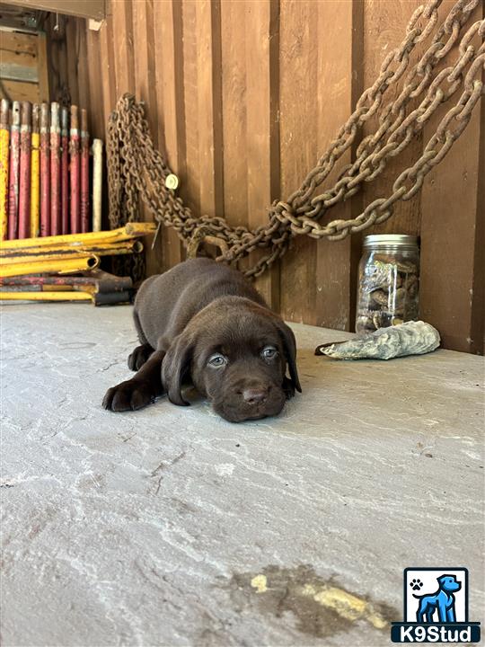 a labrador retriever dog lying on the floor