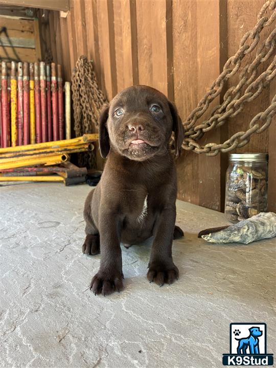 a labrador retriever dog sitting on the floor