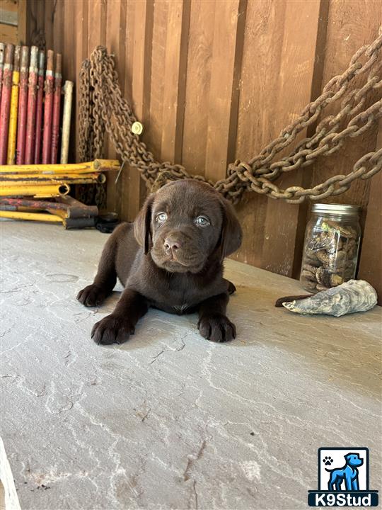 a labrador retriever dog sitting on the floor