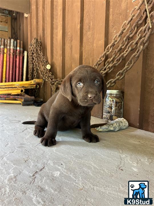 a small labrador retriever puppy sitting on the floor