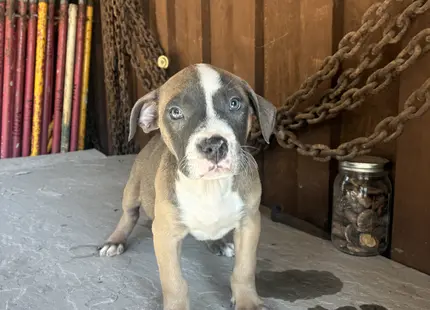 American Bully puppy for sale: Brown and white American Bully puppy standing on a concrete surface
