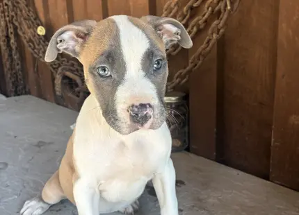 American Bully puppy for sale: Brown and white American Bully puppy sitting on concrete
