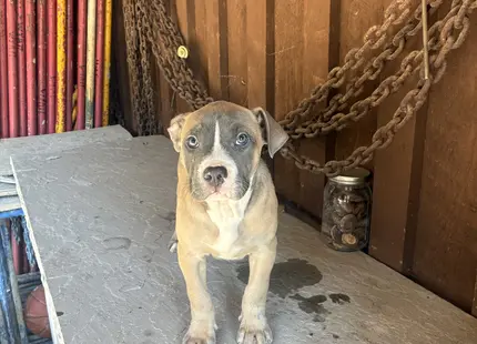 American Bully puppy for sale: Blue and tan American Bully puppy standing on a concrete surface