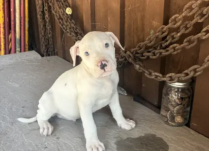 American Bully puppy for sale: White American Bully puppy sitting on a stone surface