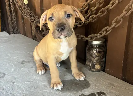 American Bully puppy for sale: Tan American Bully puppy sitting on a concrete surface