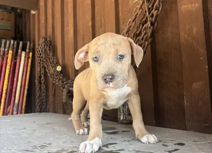 American Bully puppy for sale: Light brown American Bully puppy standing on a stone surface