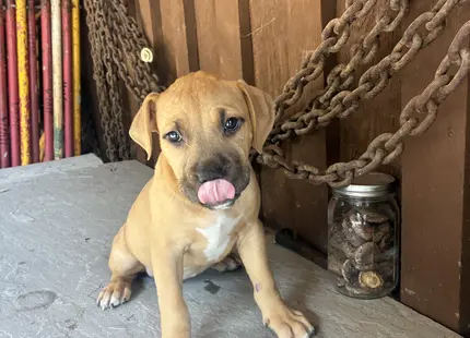 American Bully puppy for sale: Tan American Bully puppy sitting with tongue out in rustic setting