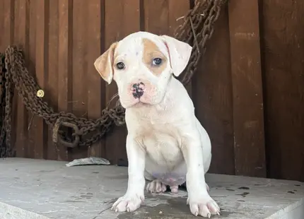American Bully puppy for sale: White and tan American Bully puppy sitting on a stone ledge
