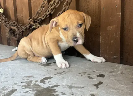 American Bully puppy for sale: Tan and white American Bully puppy sitting on a concrete surface