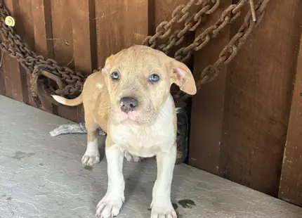 American Bully puppy for sale: Tan and white American Bully puppy standing on concrete floor
