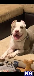 American Pit Bull stud dog