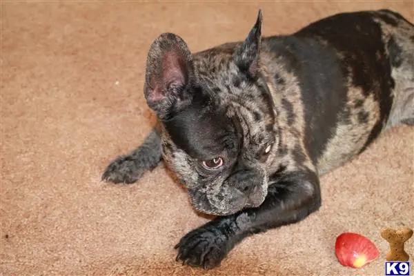 French Bulldog stud dog