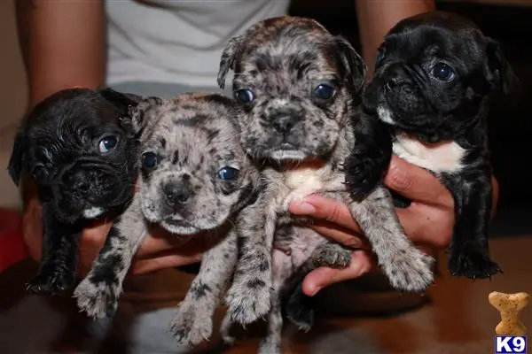 French Bulldog stud dog