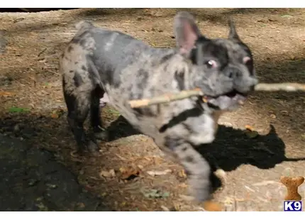 a black and white french bulldog dog with a stick in its mouth