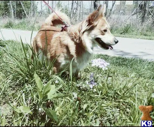 Cardigan Welsh Corgi