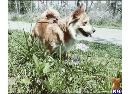 Cardigan Welsh Corgi