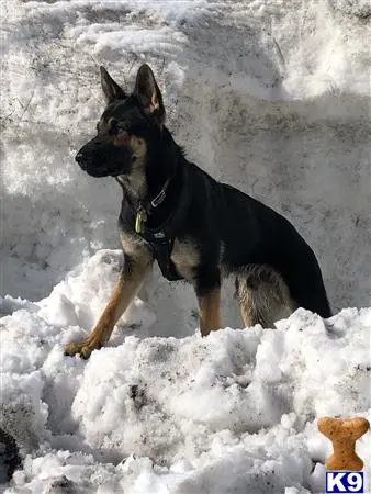 German Shepherd stud dog