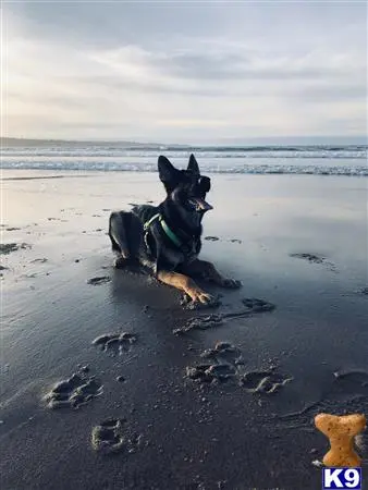 German Shepherd stud dog