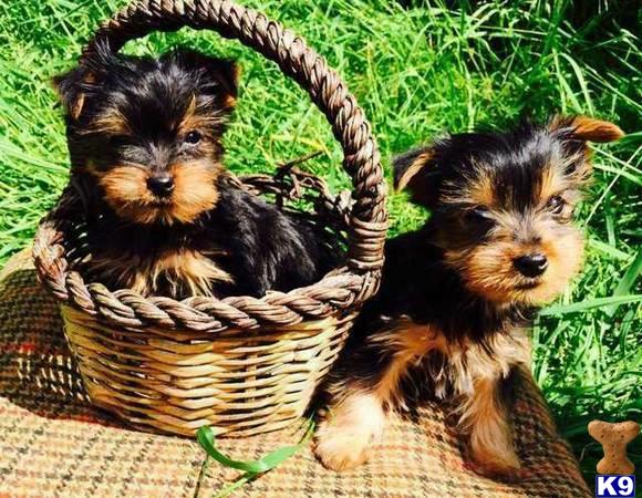 Yorkshire Terrier dog