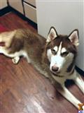 Siberian Husky stud dog: Brown and white Siberian Husky lying on a wooden floor