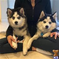 siberian husky puppy posted by james444