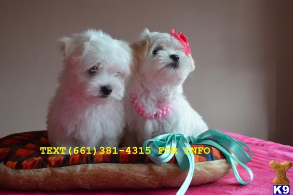 maltese puppies for sale in new orleans maltese puppy for sale adorable outstanding tiny t cup maltese puppies re 16 weeks maltese puppies for sale in new orleans maltese puppy for sale adorable outstanding tiny t cup maltese puppies re 16 weeks