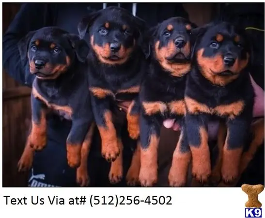 Rottweiler puppy for sale