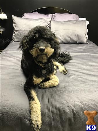 a goldendoodles dog lying on a bed