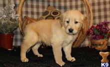 golden retriever puppy posted by jamespalmas