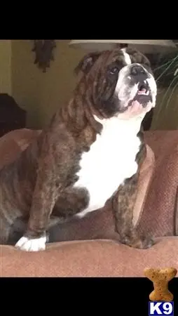 English Bulldog stud dog