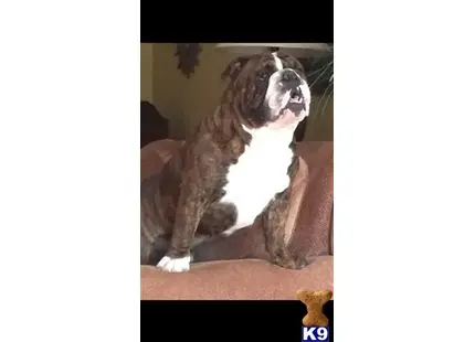 English Bulldog