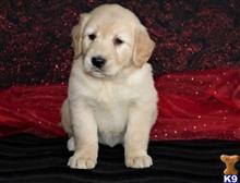 golden retriever puppy posted by jameswiner30