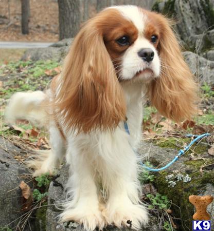 a cavalier king charles spaniel dog sitting outside