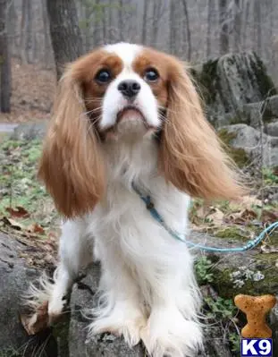 Cavalier King Charles Spaniel stud dog