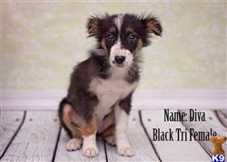 Australian Shepherd