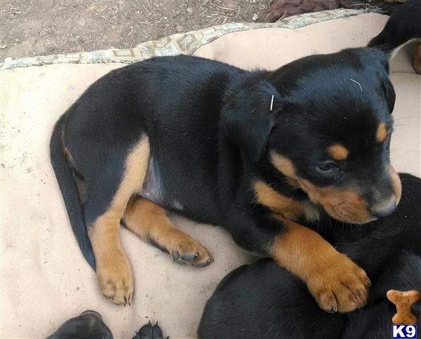 rottweiler puppies for sale washington state rottweiler puppies for sale in washington rottweiler puppies for sale washington state rottweiler puppies for sale in washington