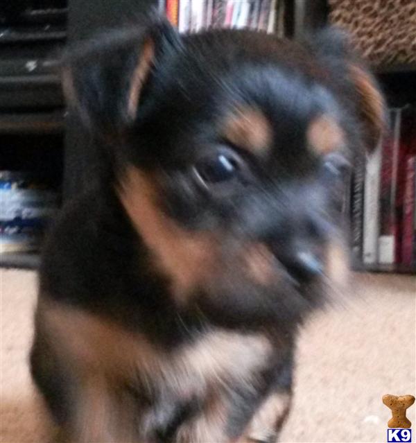 yorkshire terrier puppy posted by jamief3310