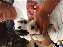 boxer puppy posted by jamiejoann