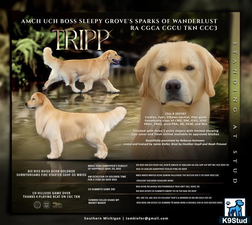 a golden retriever dog and two chicks