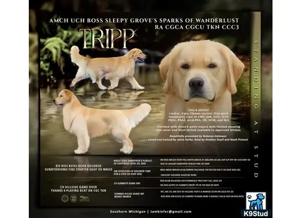 a golden retriever dog and two chicks